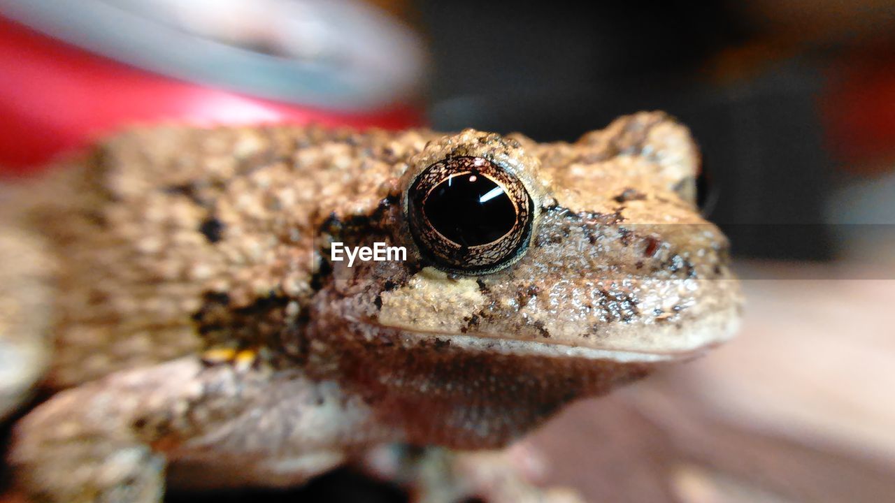 Close-up of frog