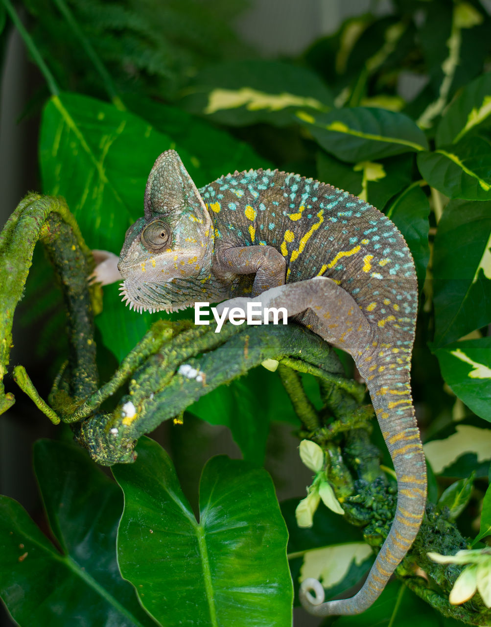 animal themes, animal, animal wildlife, reptile, one animal, chameleon, lizard, plant part, leaf, green, wildlife, nature, common chameleon, tree, jungle, iguania, plant, no people, environment, anole, branch, camouflage, outdoors, rainforest, forest, animal body part, multi colored, portrait, close-up