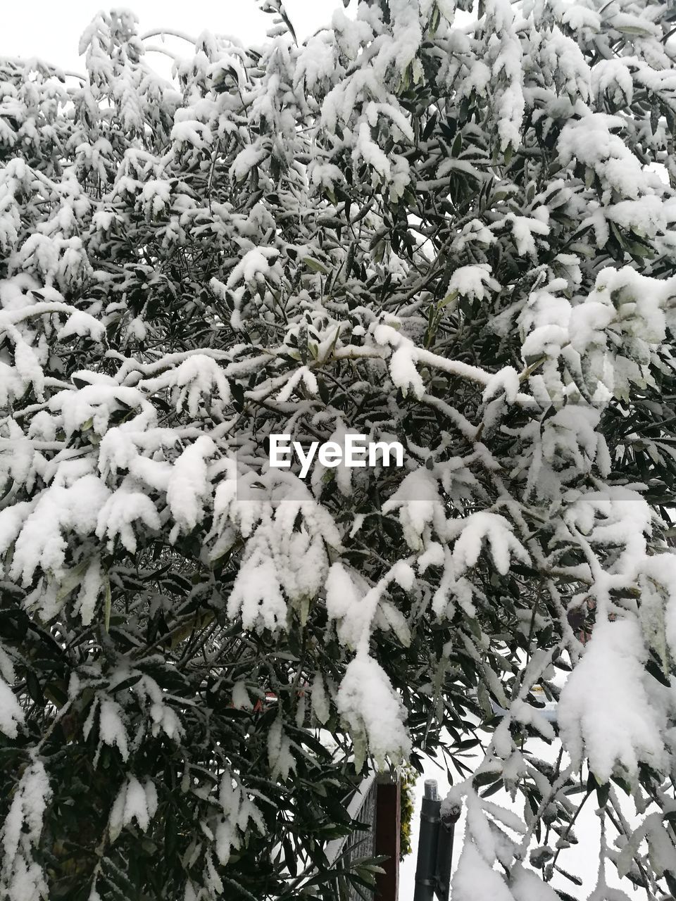 CLOSE-UP OF FROZEN PLANT