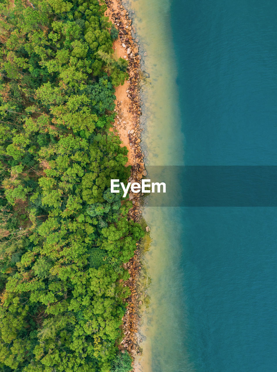 Aerial view of trees growing by sea