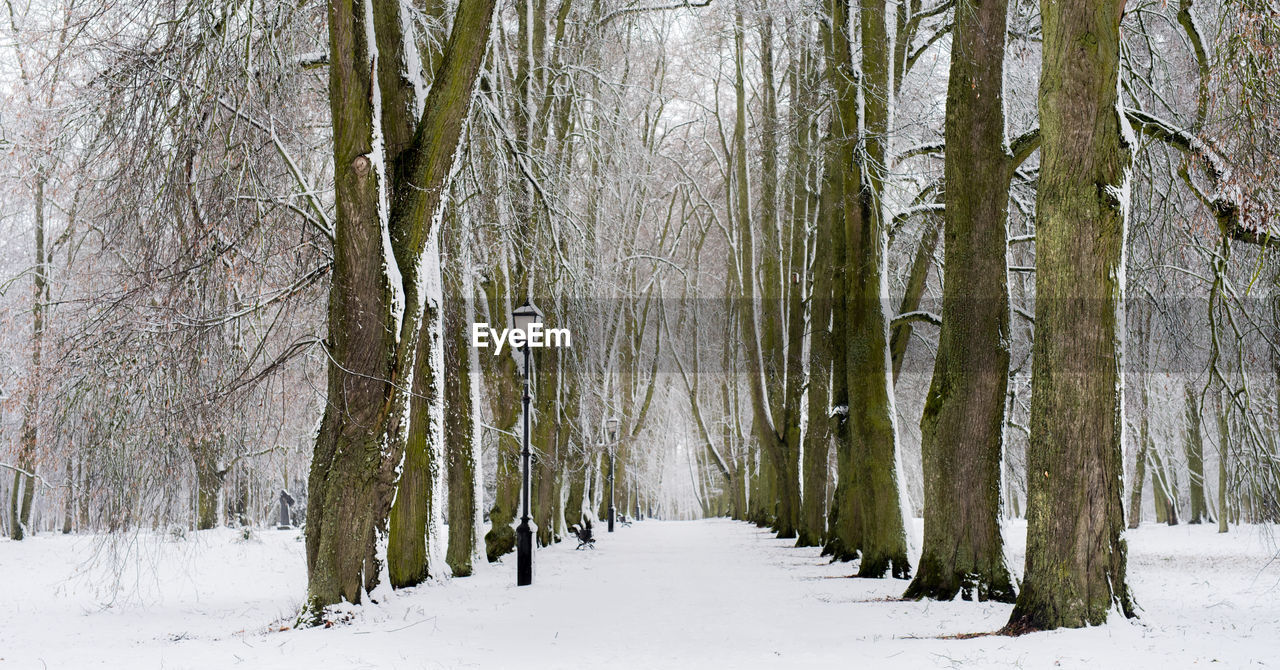 Panoramic shot of trees on snow covered land