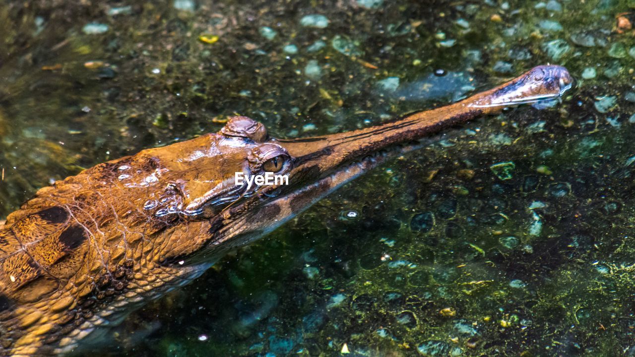 CLOSE-UP OF TURTLE SWIMMING IN SEA