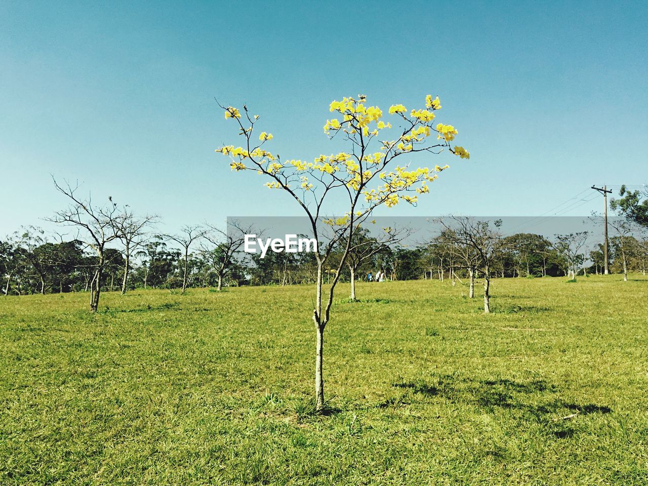 Plants growing on grassy field against clear sky