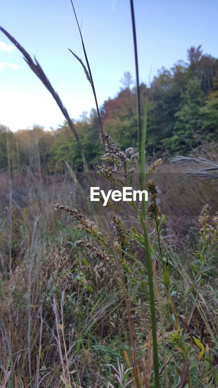 PLANTS GROWING ON FIELD AGAINST SKY