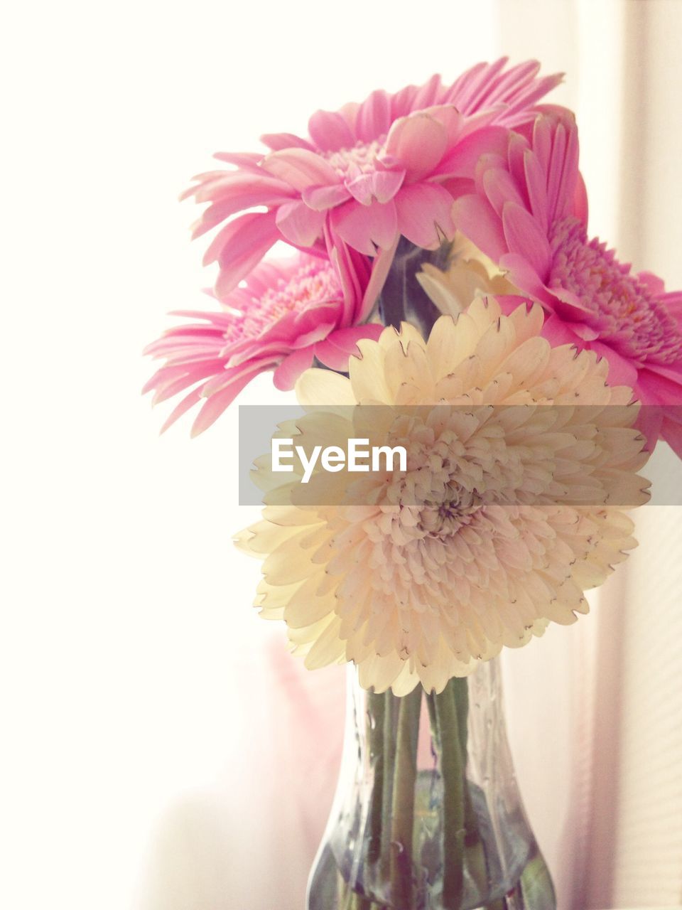 Close-up of flowers blooming at home