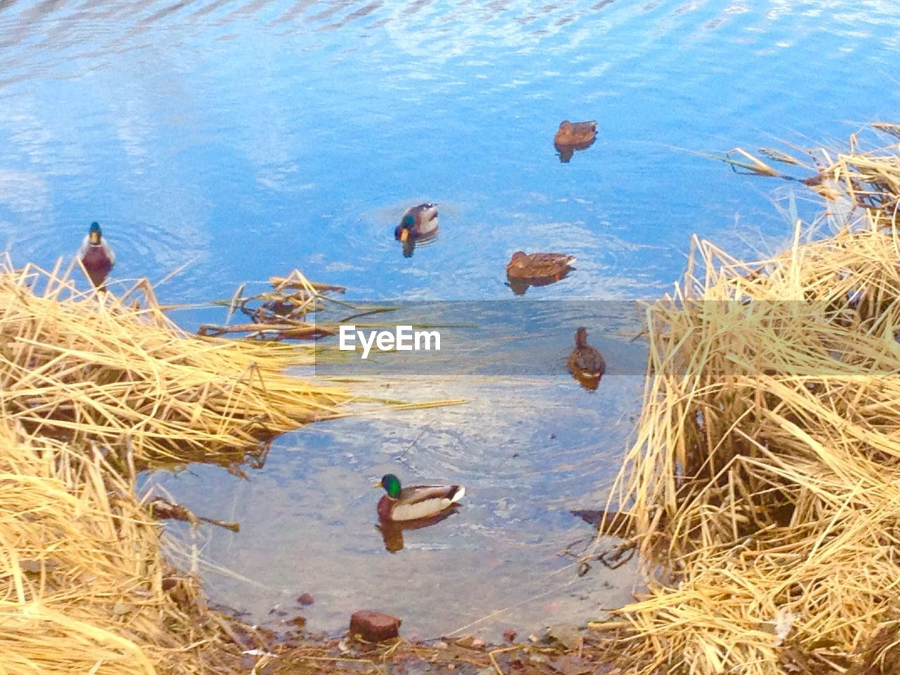 HIGH ANGLE VIEW OF DUCKS IN LAKE