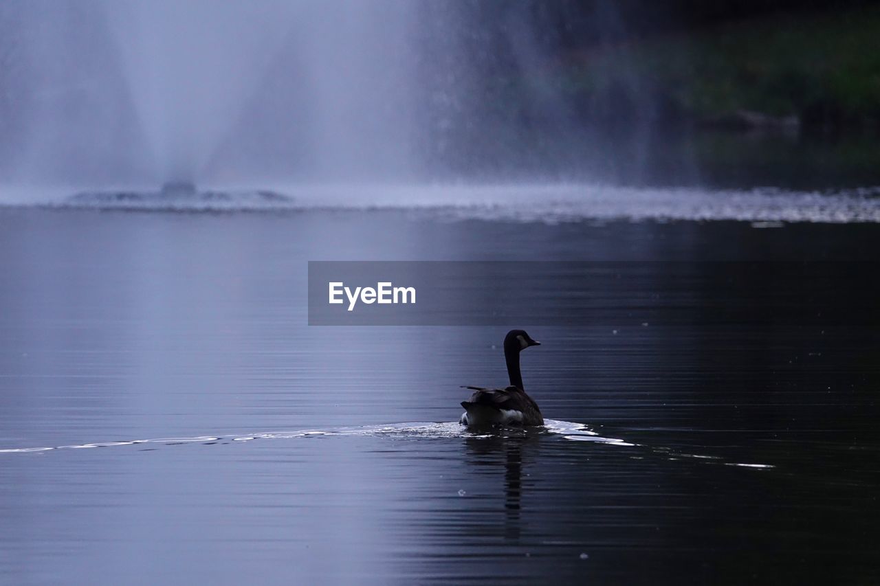 View of goose swimming in lake