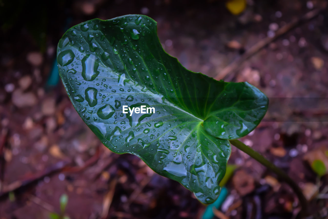 Close-up of raindrops on leaves