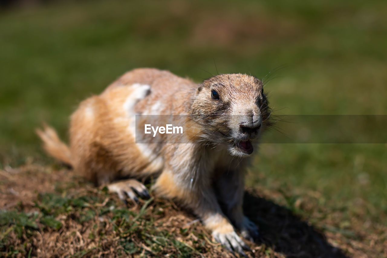 CLOSE-UP OF AN ANIMAL ON FIELD