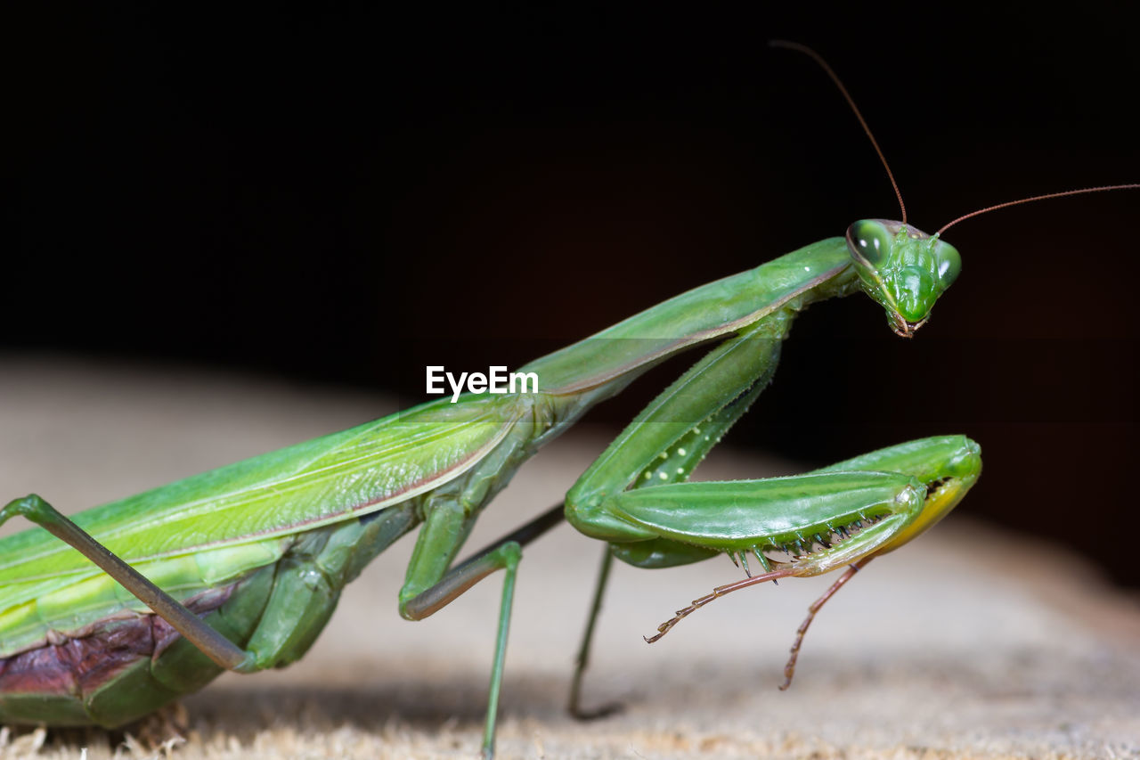 Mantis patiently posing at sunset and lurking. close up of insect in the nature