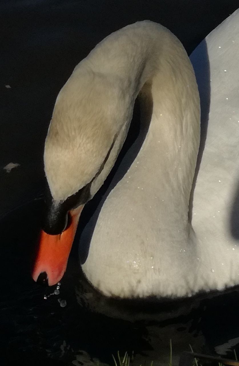 CLOSE-UP OF SWAN IN LAKE