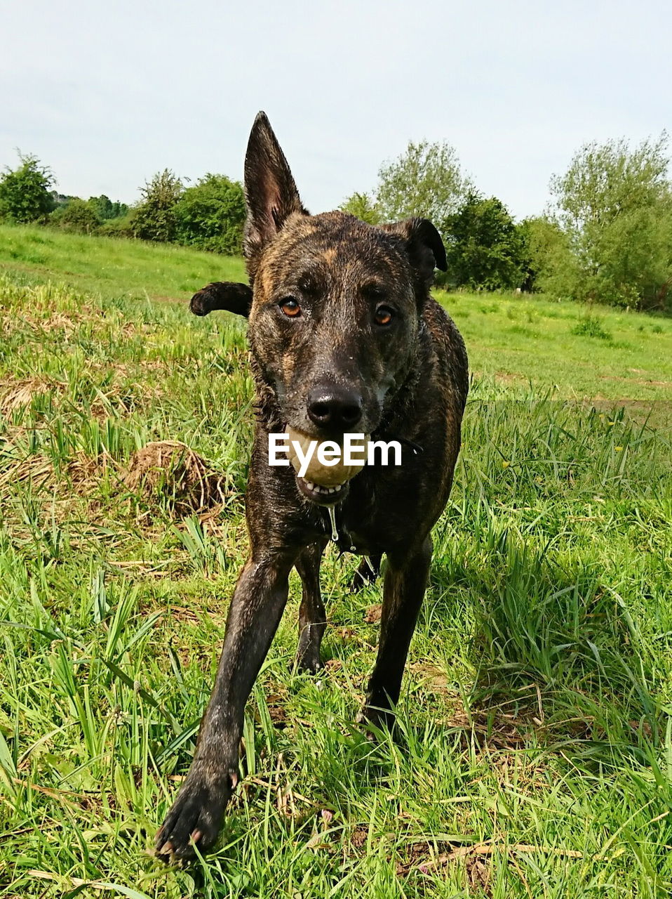 PORTRAIT OF BROWN DOG ON FIELD