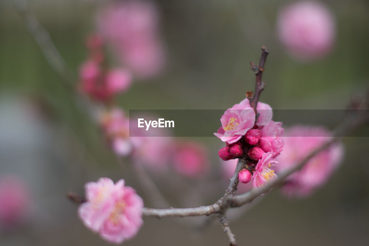 CLOSE-UP OF FRESH PINK FLOWERS BLOOMING OUTDOORS