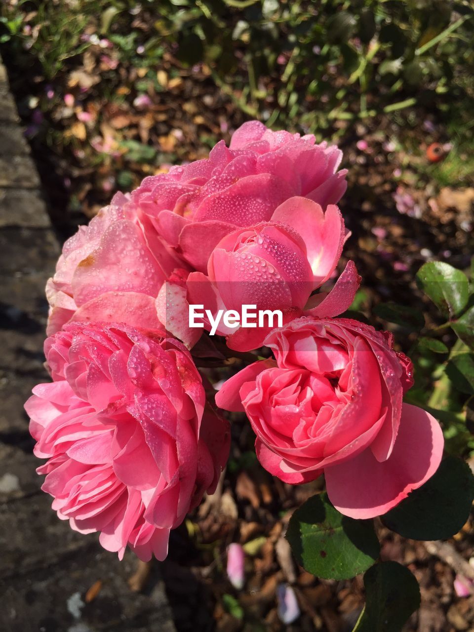 CLOSE-UP OF PINK FLOWERS