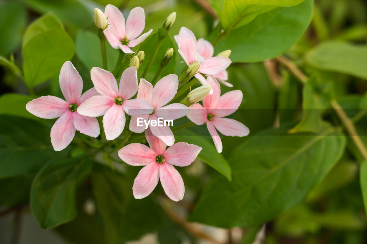 CLOSE-UP OF PINK FLOWERING PLANT AGAINST BLURRED BACKGROUND