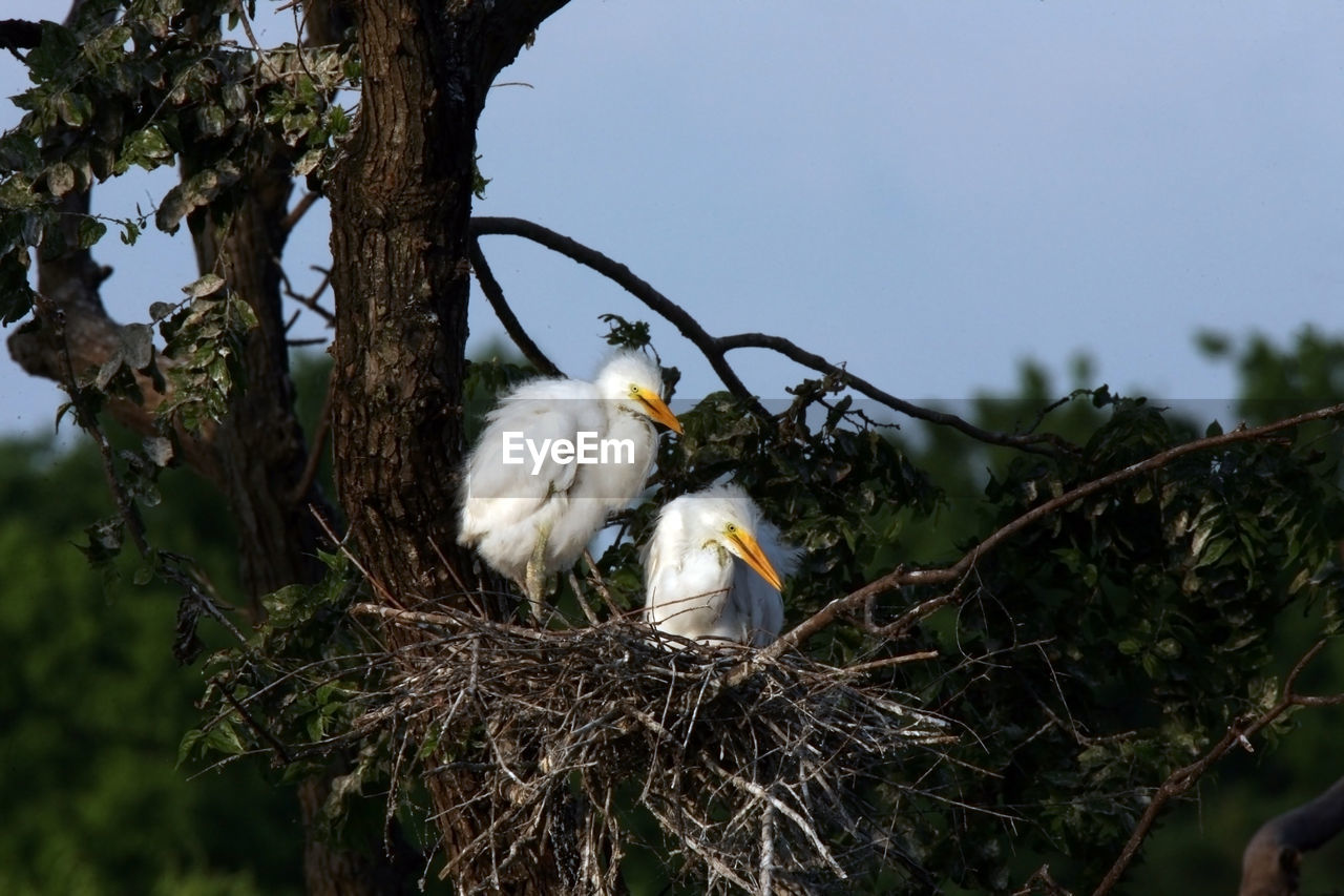 VIEW OF BIRD PERCHING ON TREE