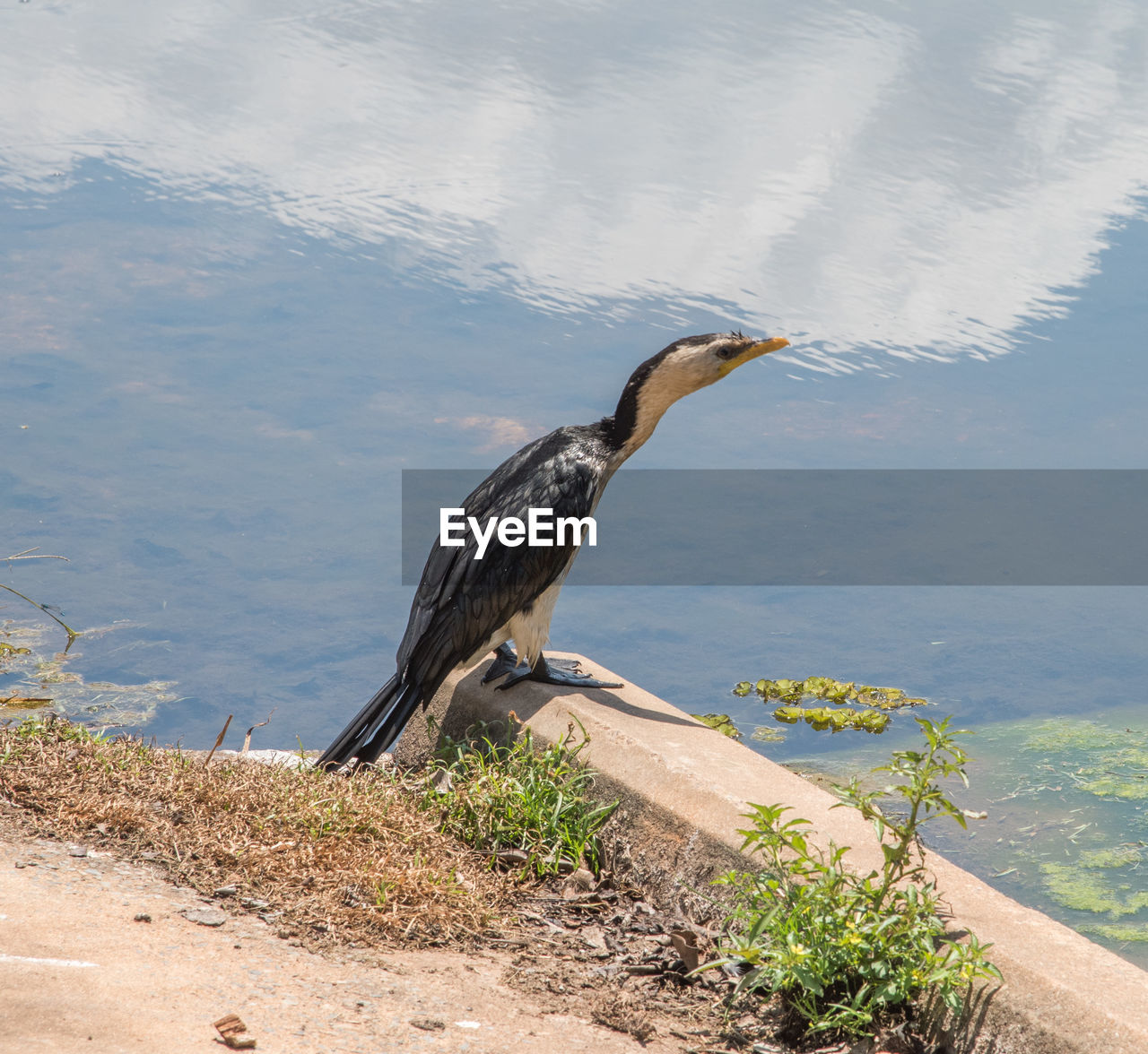 BIRD PERCHING ON A LAKE