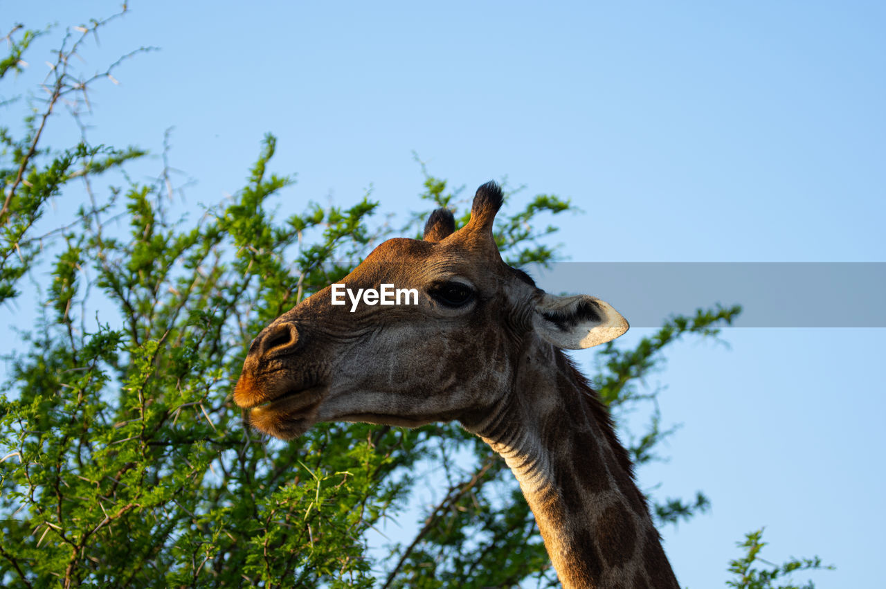 Close-up of giraffe standing against clear sky