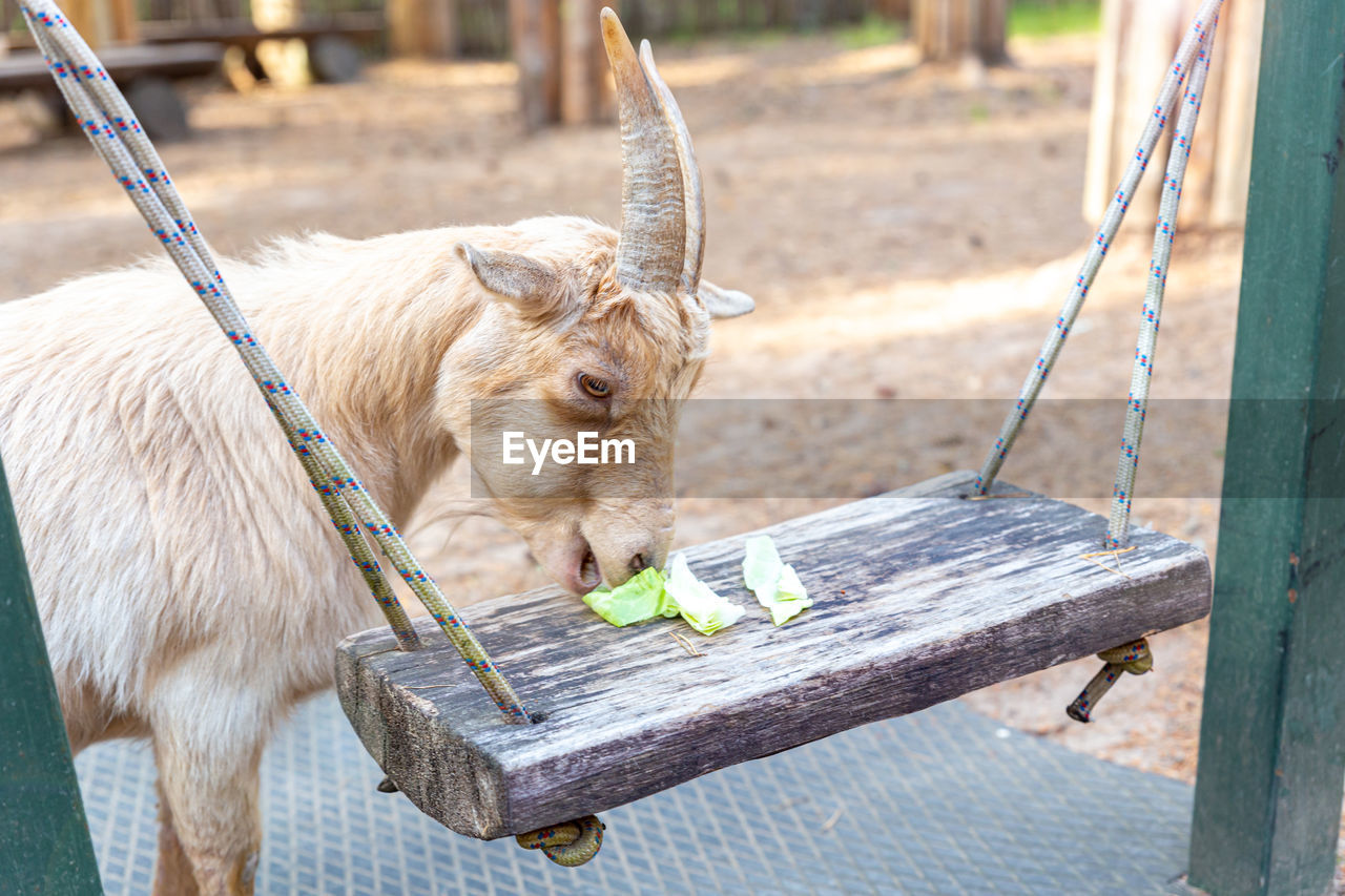 A beige goat with horns standing, eating cabbage. african pygmy miniature cameroon goat. 