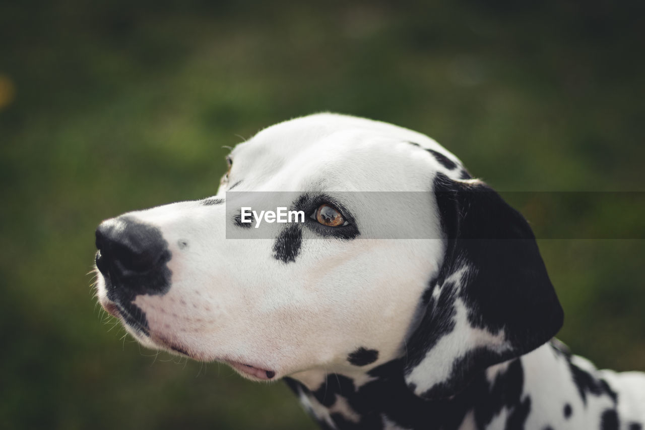 Close-up of dalmation outdoors