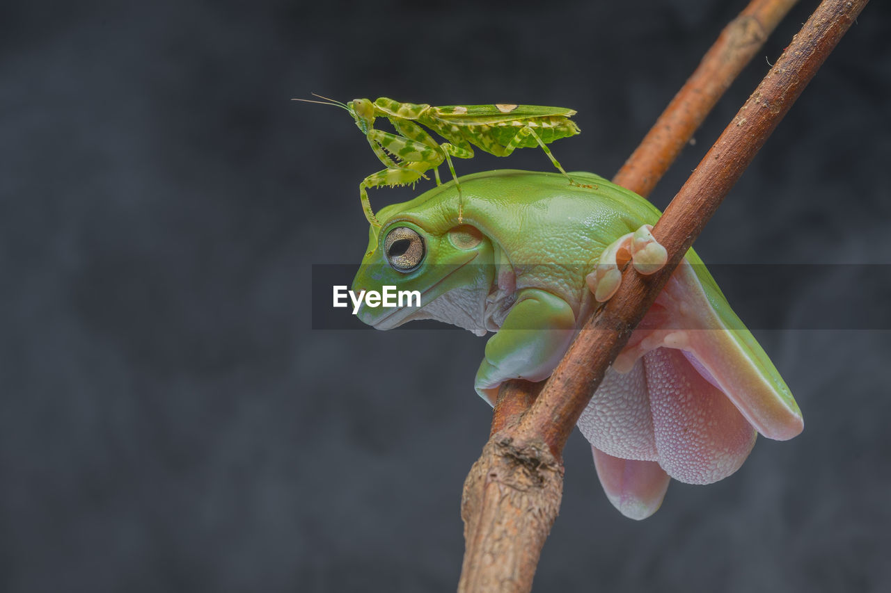 Close-up of frog and insect