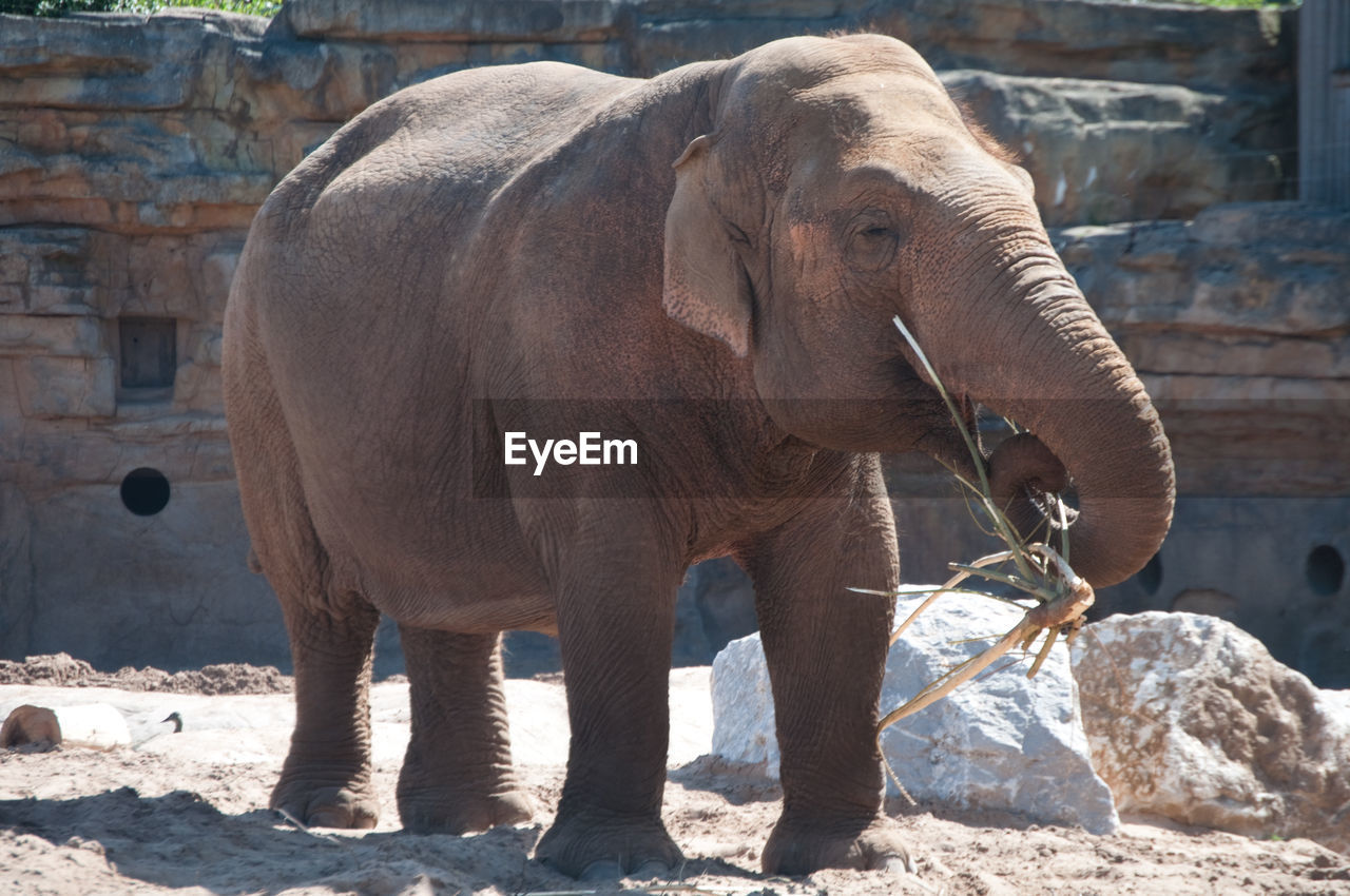 Elephant at zoo