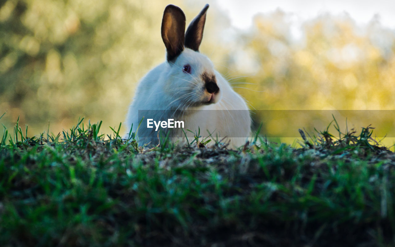 Close-up of rabbit looking away on grass