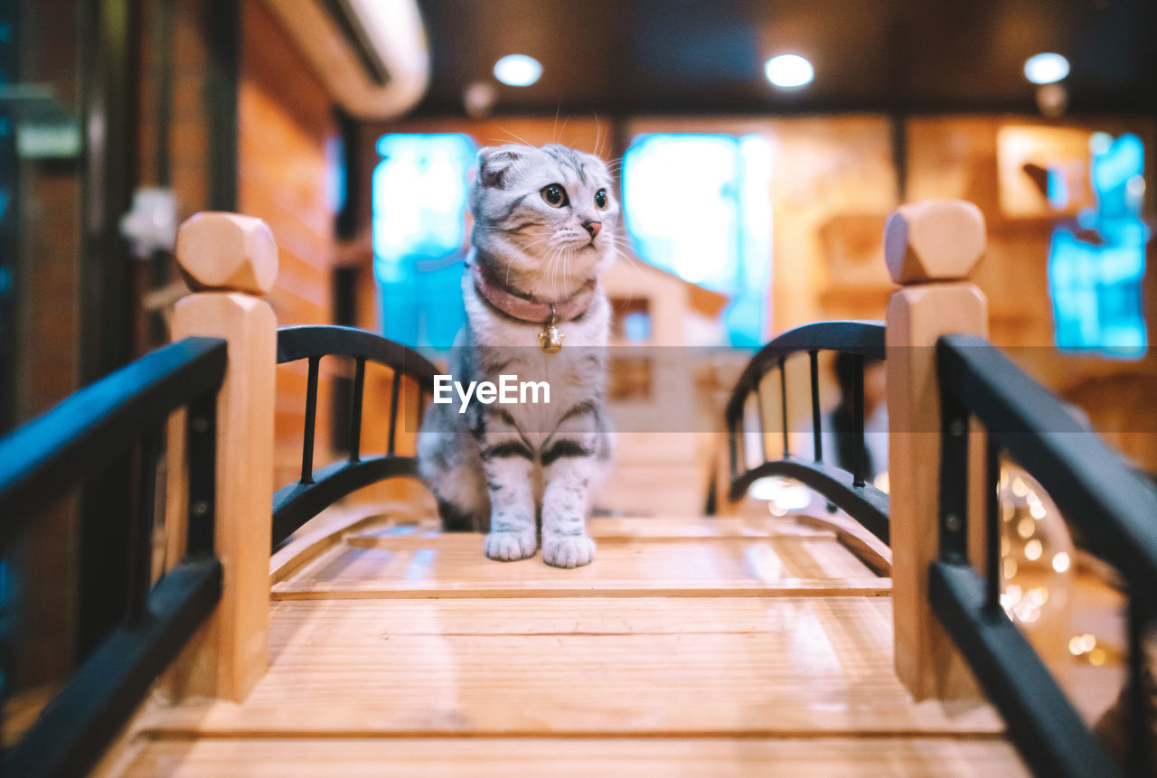 PORTRAIT OF DOG SITTING ON WOODEN FLOOR