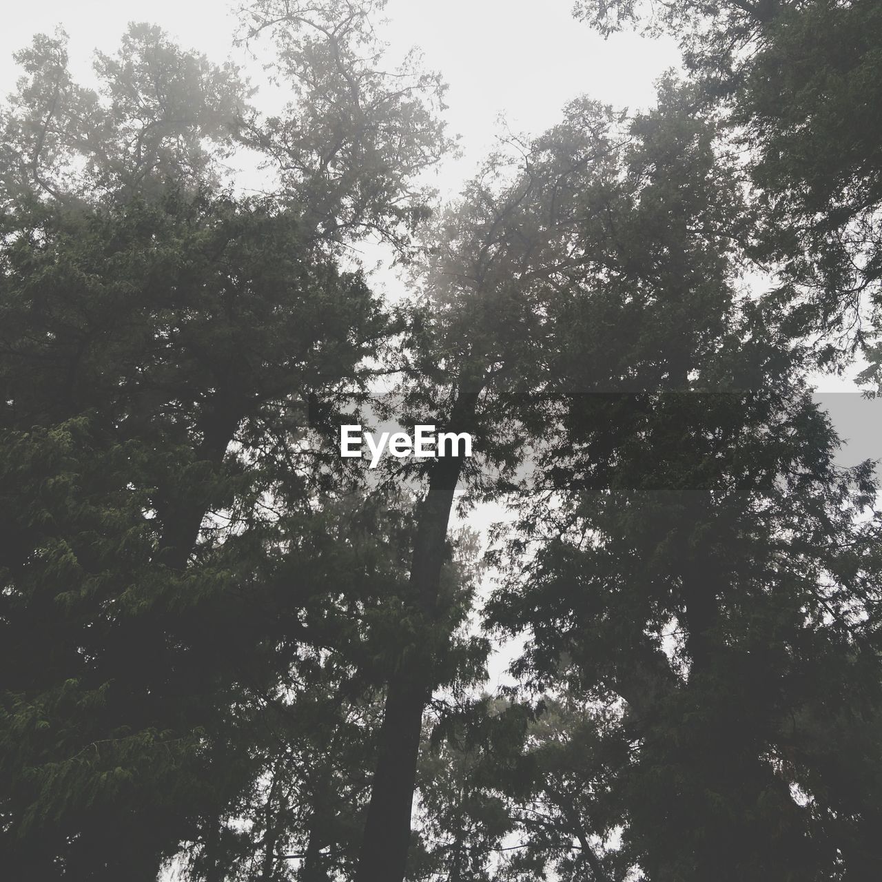 LOW ANGLE VIEW OF TREES IN FOREST