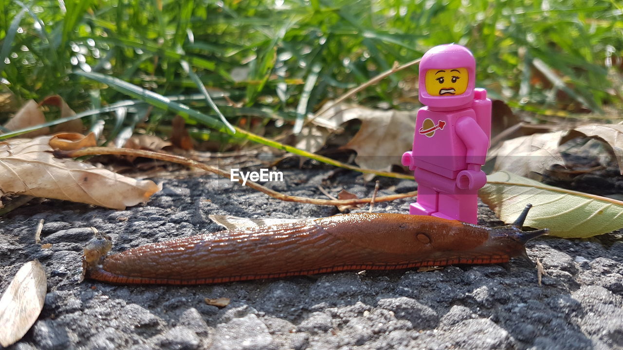 CLOSE-UP OF TOY IN FIELD