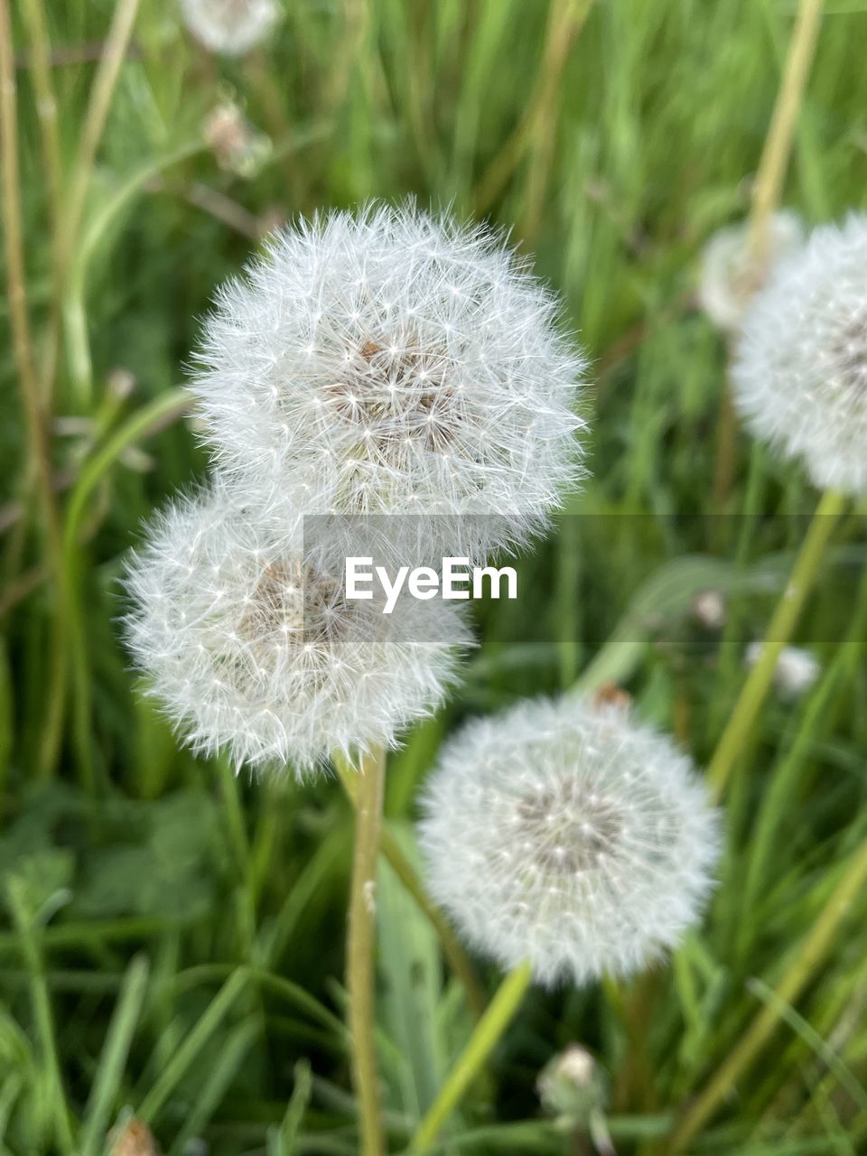 plant, flower, flowering plant, freshness, dandelion, beauty in nature, fragility, close-up, nature, growth, no people, focus on foreground, white, inflorescence, day, flower head, grass, wildflower, land, outdoors, softness, meadow, green, field, plant stem, tranquility