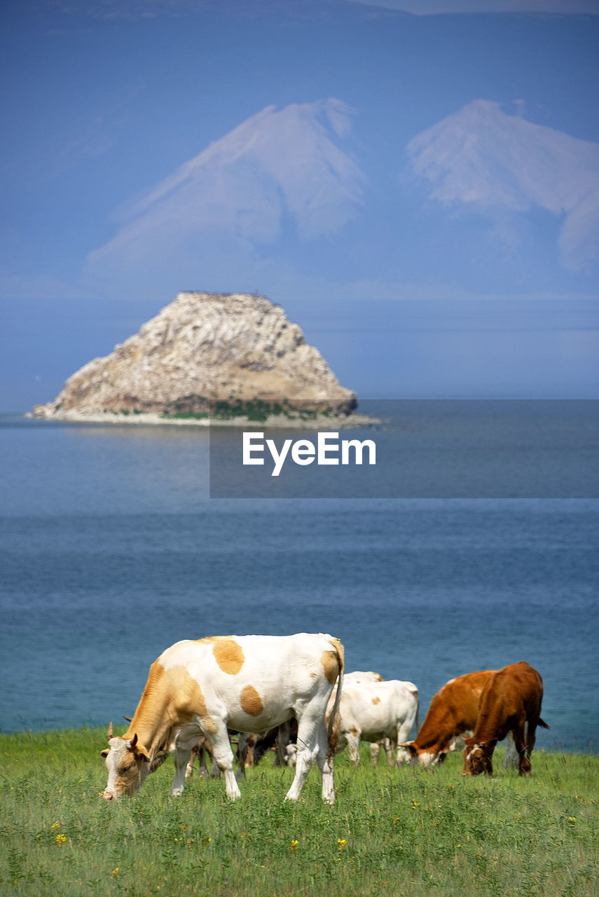 Cows grazing on field against sea