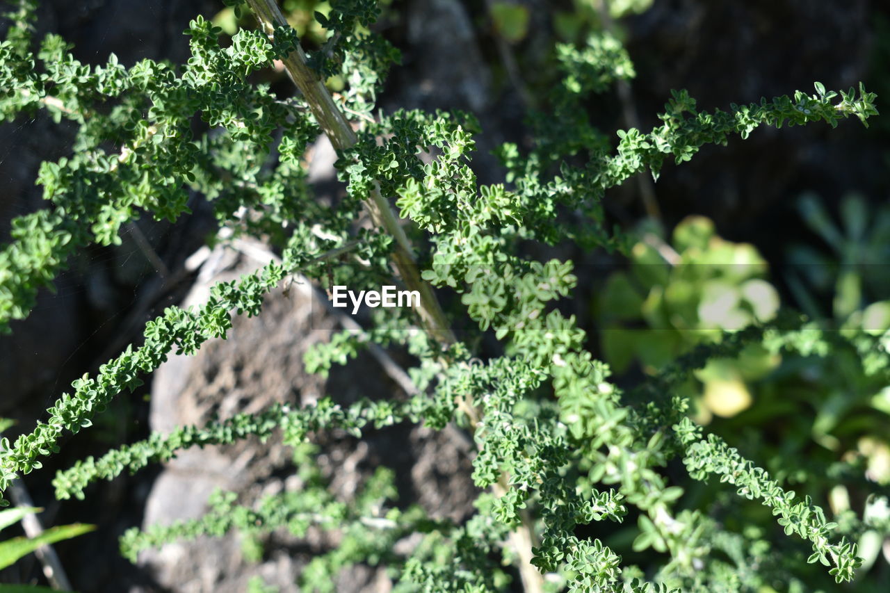 Close-up of lichen growing on tree