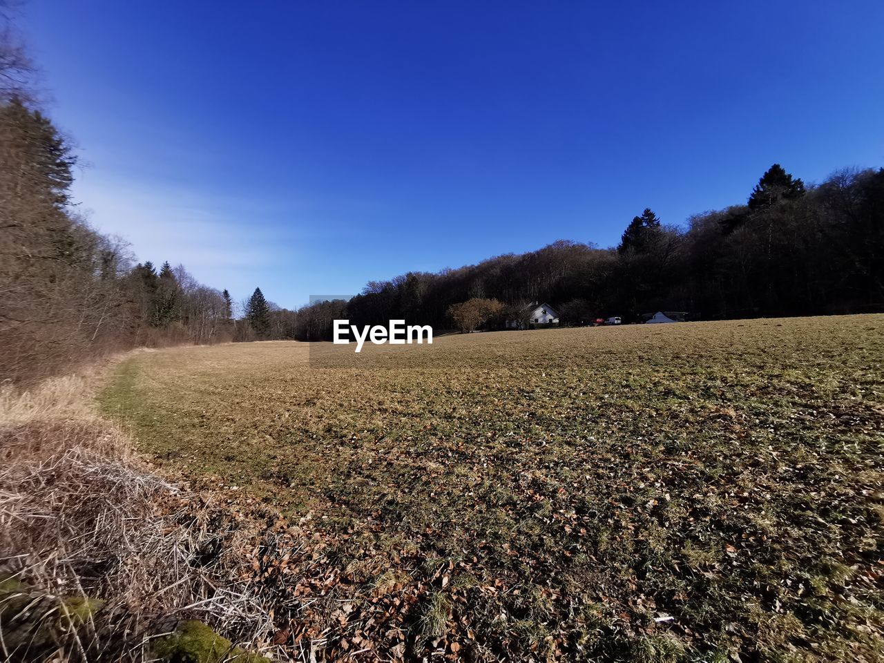 SCENIC VIEW OF FIELD AGAINST CLEAR SKY