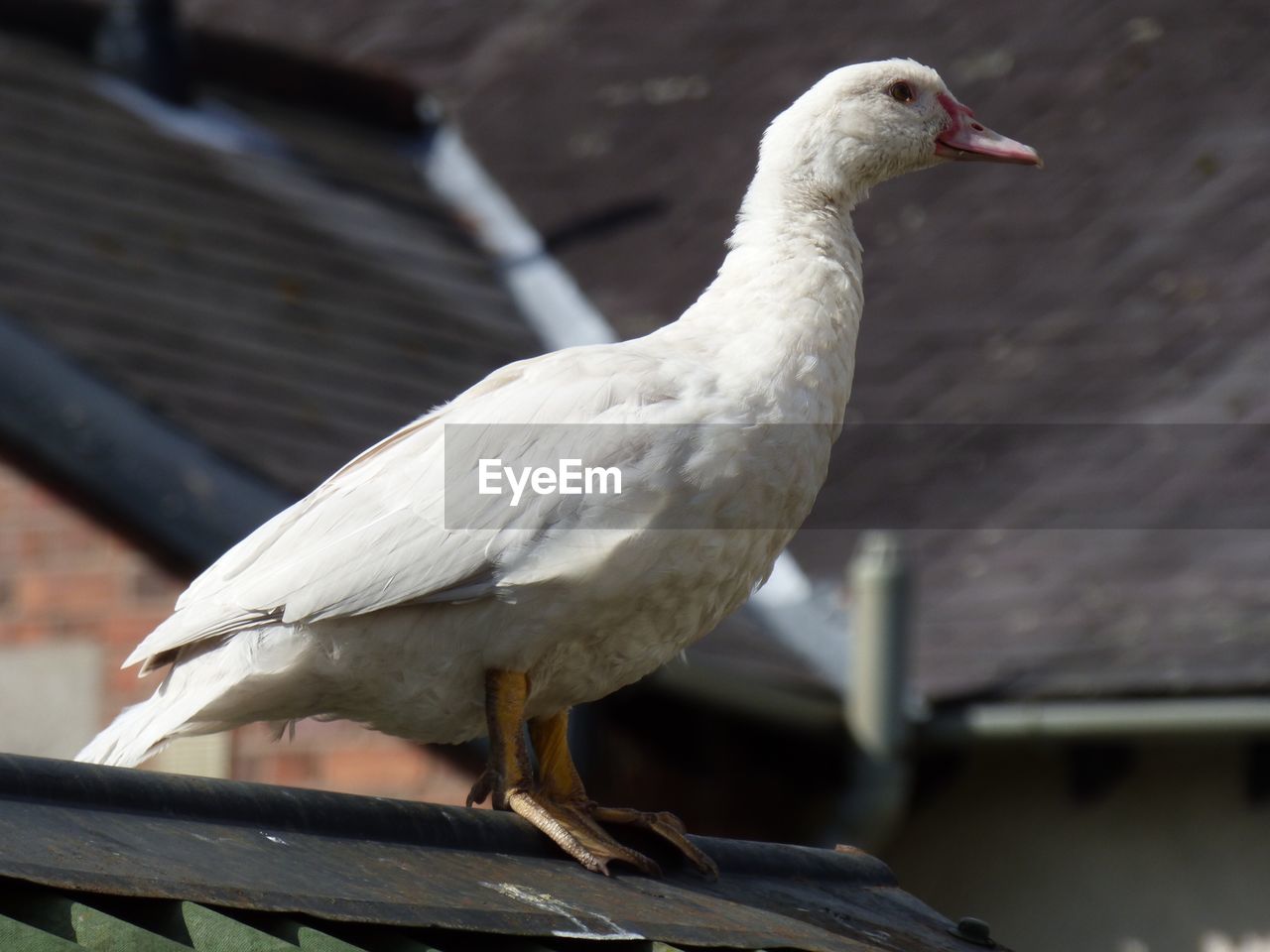 Close-up of duck perching on roof