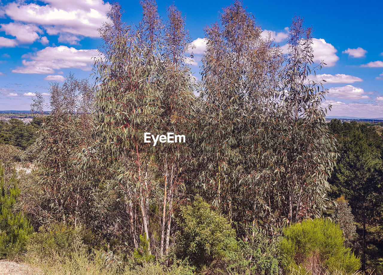 PLANTS GROWING ON LAND