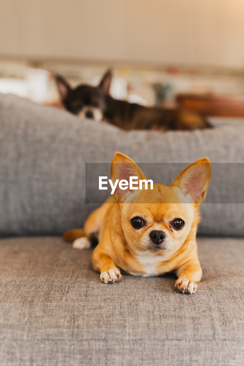 pet, mammal, animal themes, animal, dog, domestic animals, one animal, canine, lap dog, indoors, portrait, looking at camera, chihuahua, focus on foreground, no people, furniture, sofa, home interior, cute, carnivore, relaxation, puppy, lying down, young animal, domestic room, living room