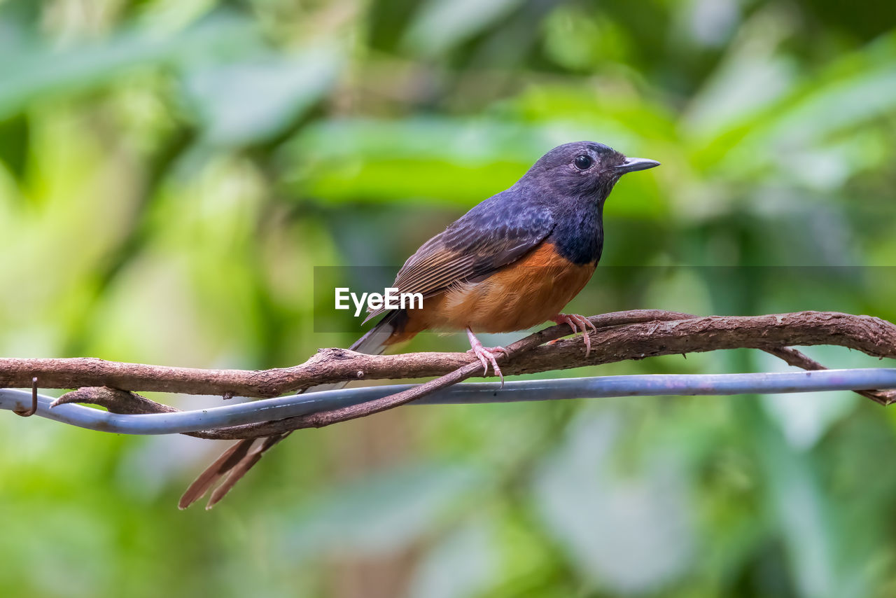 CLOSE-UP OF BIRD PERCHING ON A BRANCH