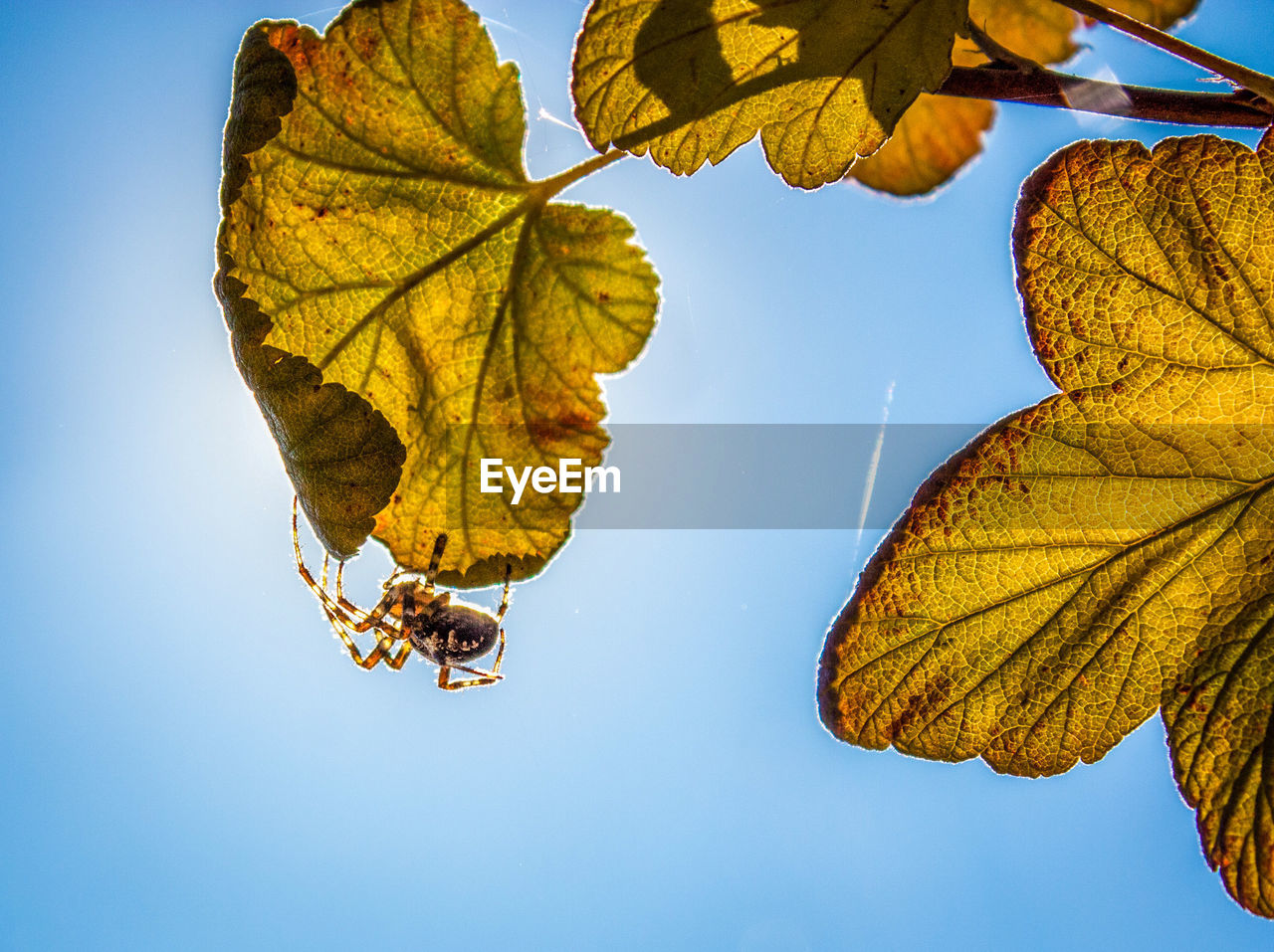 LOW ANGLE VIEW OF YELLOW MAPLE LEAVES AGAINST CLEAR BLUE SKY