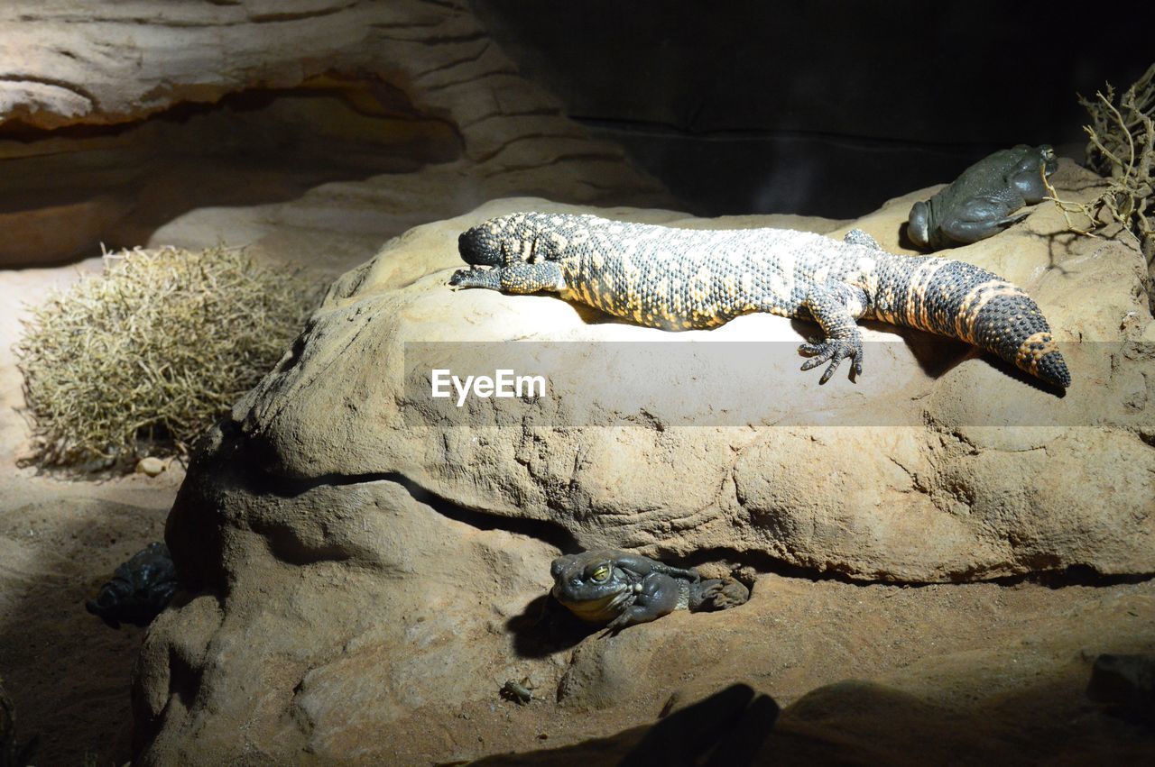 CLOSE-UP OF SNAKE ON ROCK