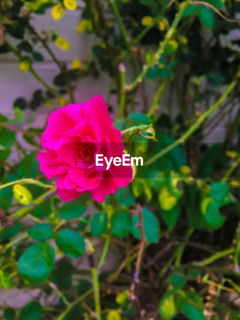 CLOSE-UP OF PINK ROSE