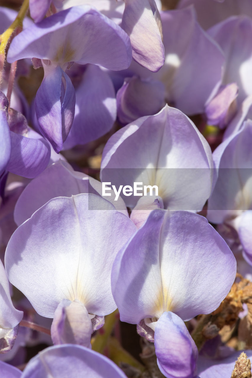 flower, flowering plant, plant, freshness, beauty in nature, purple, close-up, fragility, petal, lilac, growth, nature, flower head, inflorescence, no people, springtime, blossom, orchid, macro photography, outdoors, focus on foreground, day, selective focus, scented, botany
