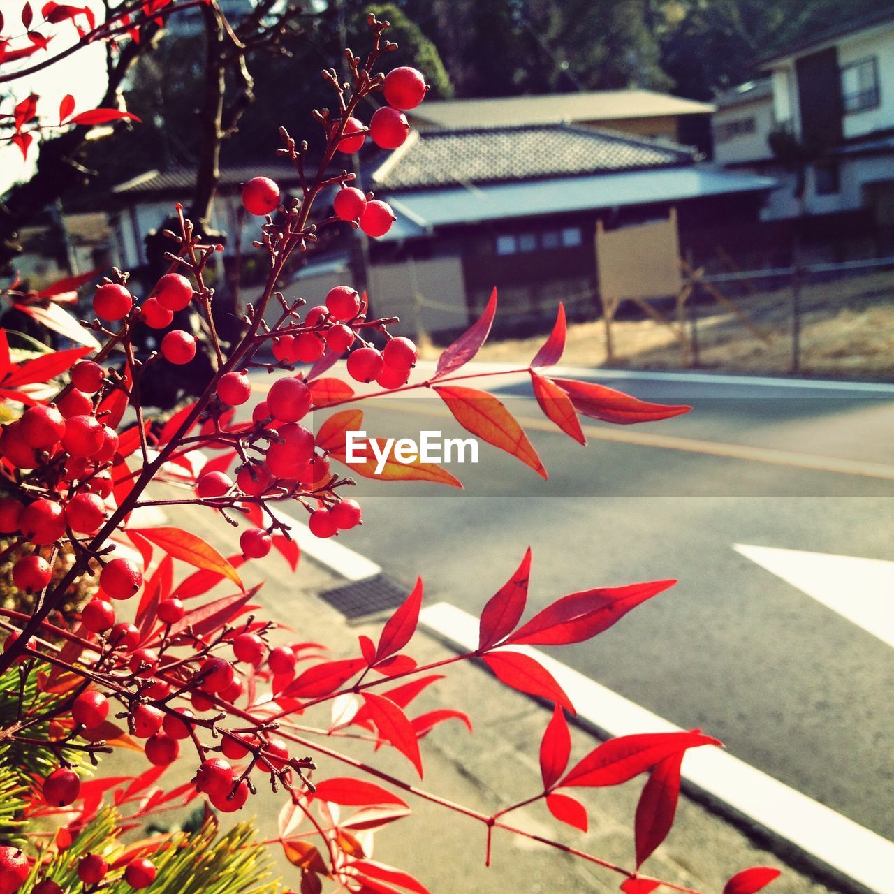 Cherries growing by street during autumn