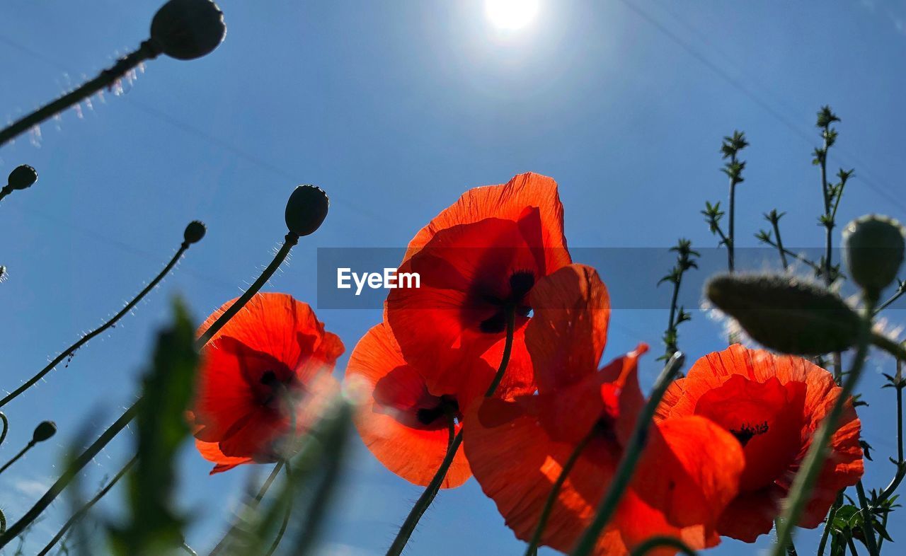 CLOSE-UP OF RED POPPY FLOWERS