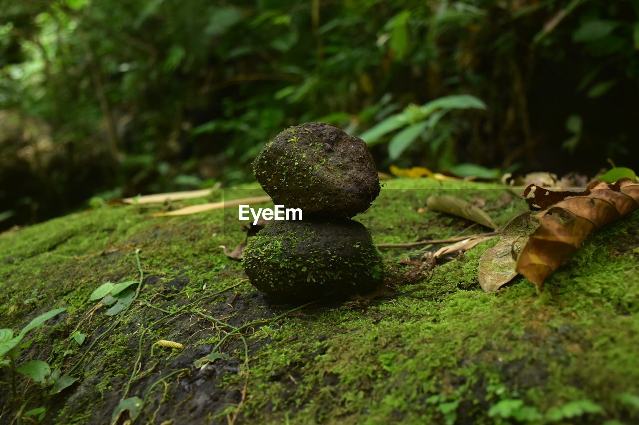CLOSE-UP OF FRUITS ON PLANT