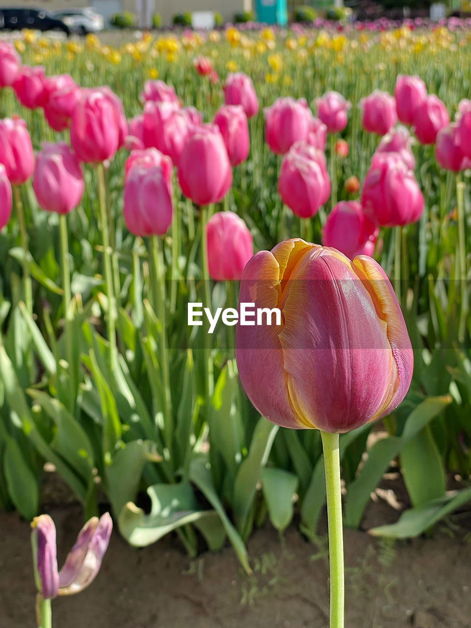 CLOSE-UP OF PINK TULIPS IN GARDEN