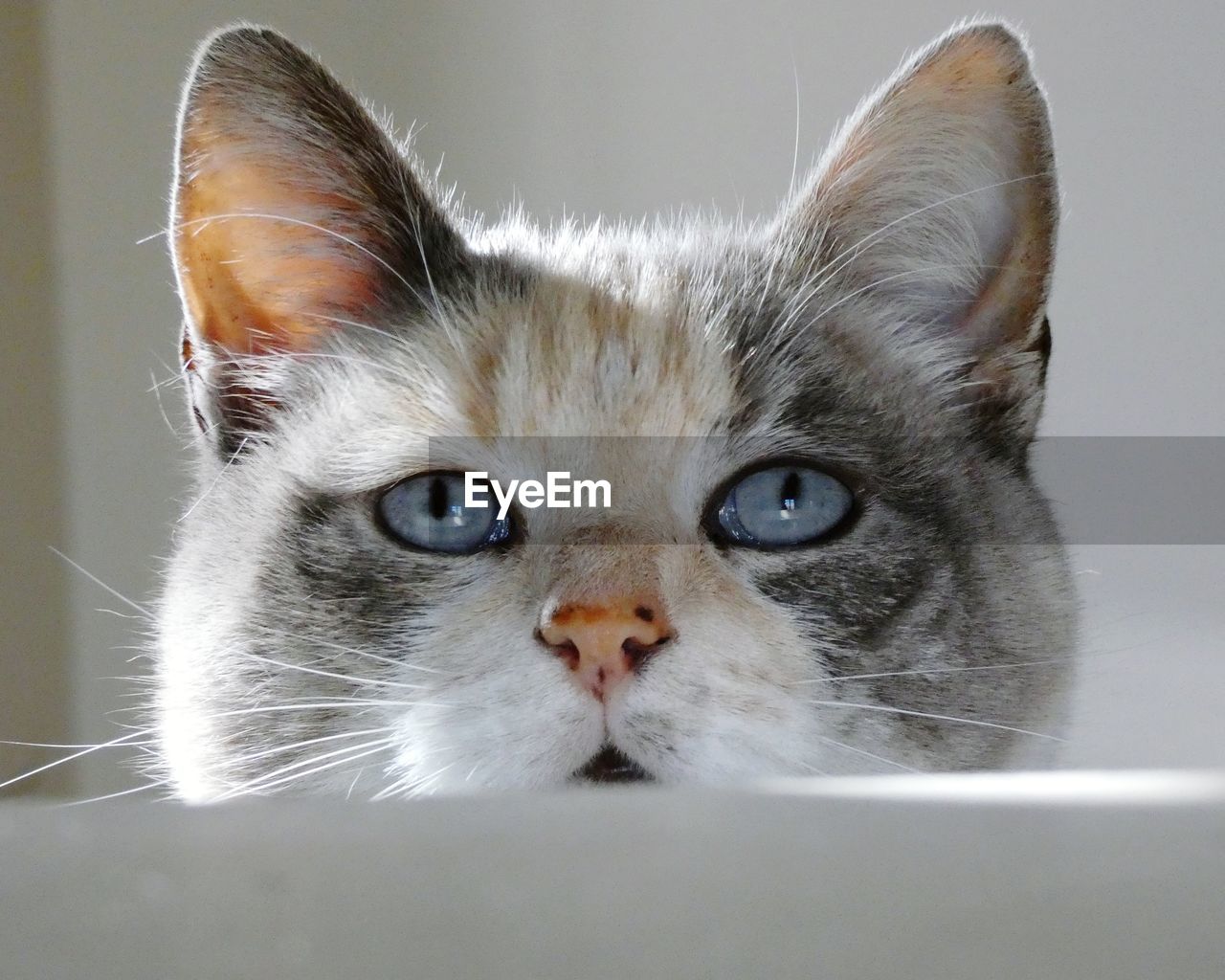 pet, cat, domestic cat, domestic animals, animal themes, mammal, animal, feline, one animal, portrait, looking at camera, animal body part, whiskers, small to medium-sized cats, felidae, indoors, animal hair, close-up, eye, gray, animal head, no people, carnivore, cute, relaxation, young animal, nose, kitten