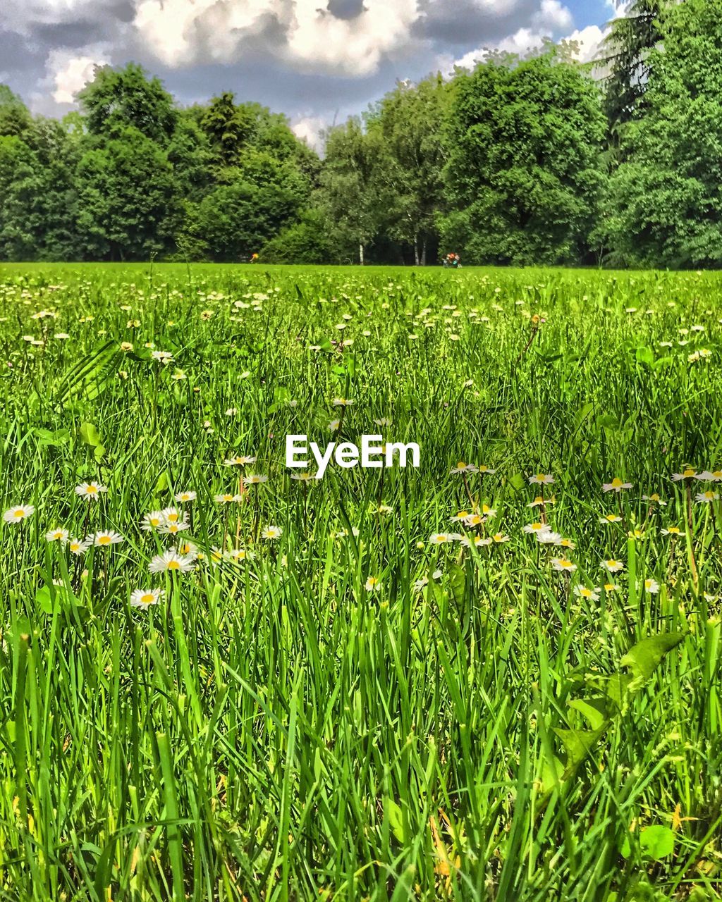 SCENIC VIEW OF GRASSY FIELD