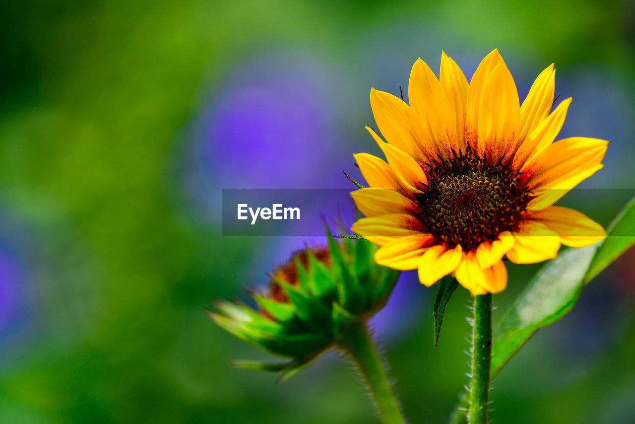 CLOSE-UP OF FRESH YELLOW FLOWER