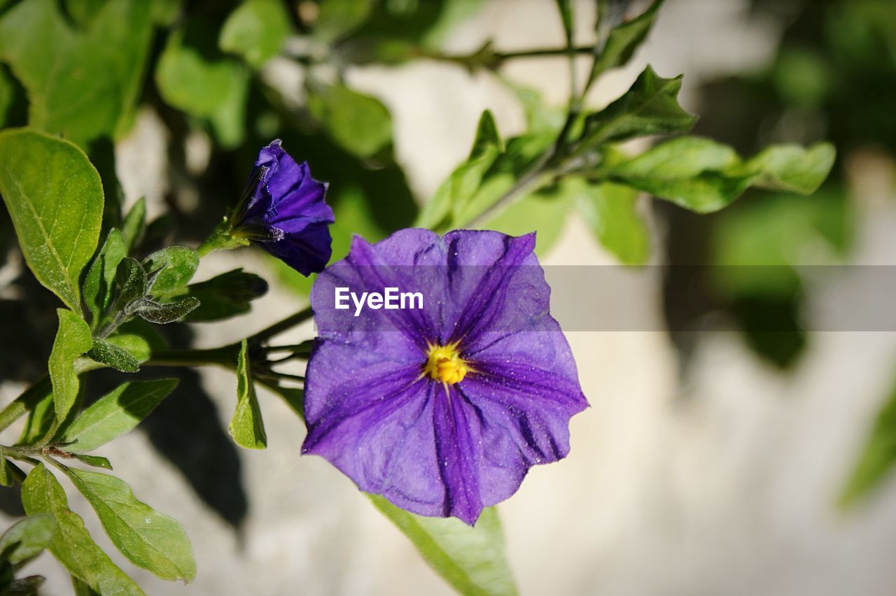CLOSE-UP OF PURPLE FLOWER